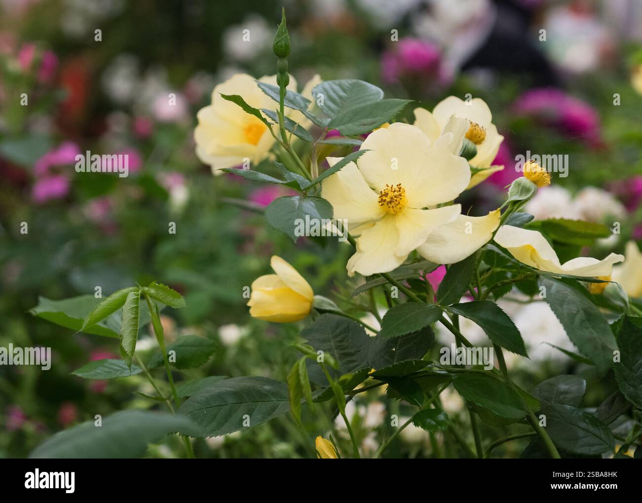 RHS Chelsea Flower Show 2024 Stockfoto