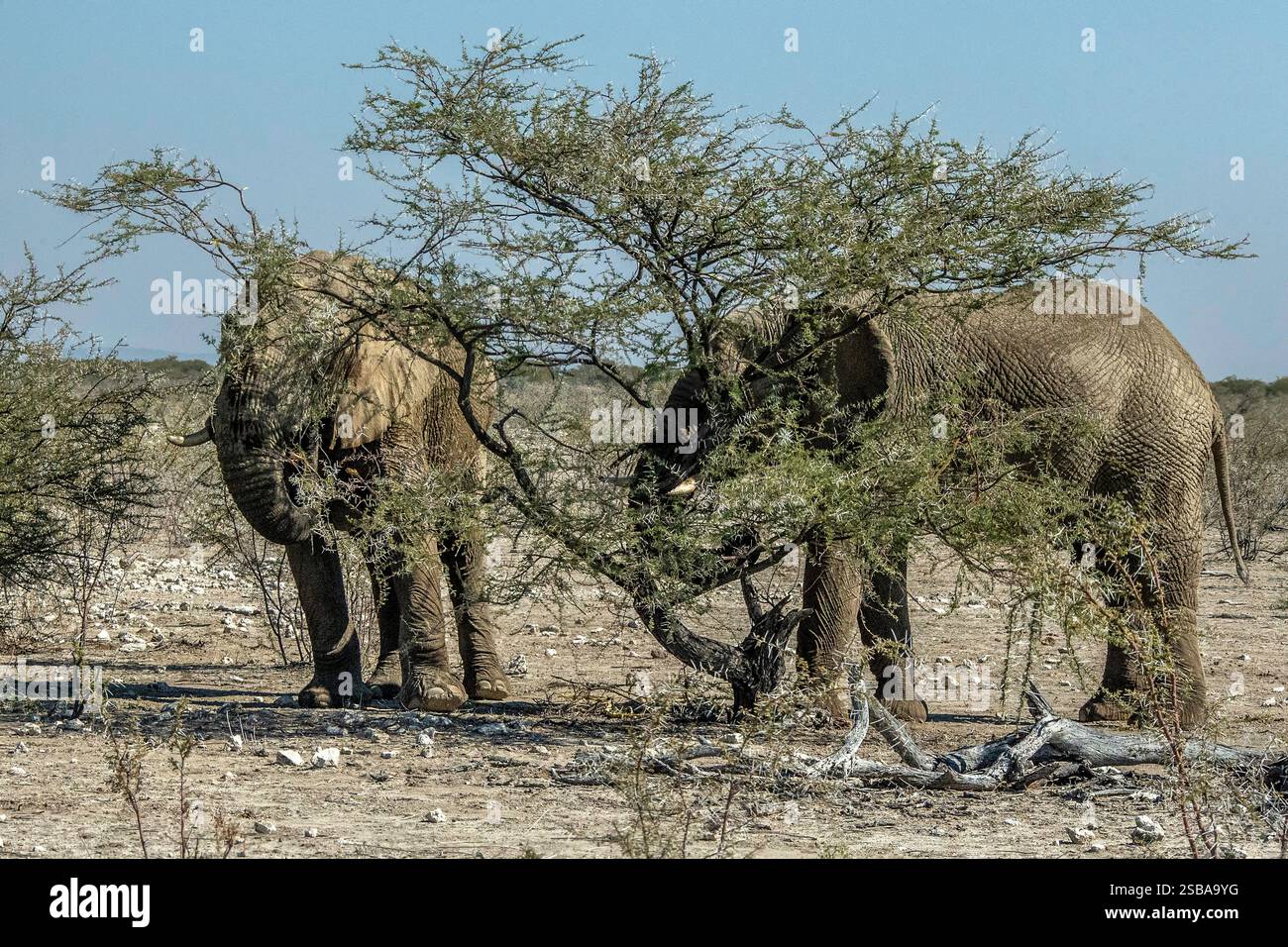 Ein Paar afrikanischer Elefanten isst Akazien in Etosha. Stockfoto