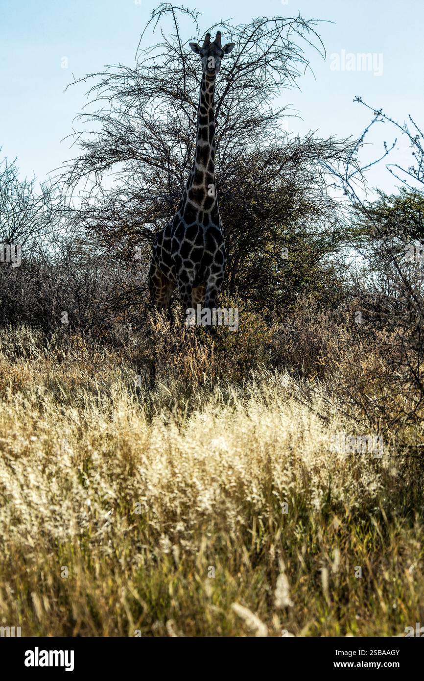 Eine einsame Giraffe bei einem großen Busch in Etosha mit dem Licht hinter ihm. Stockfoto