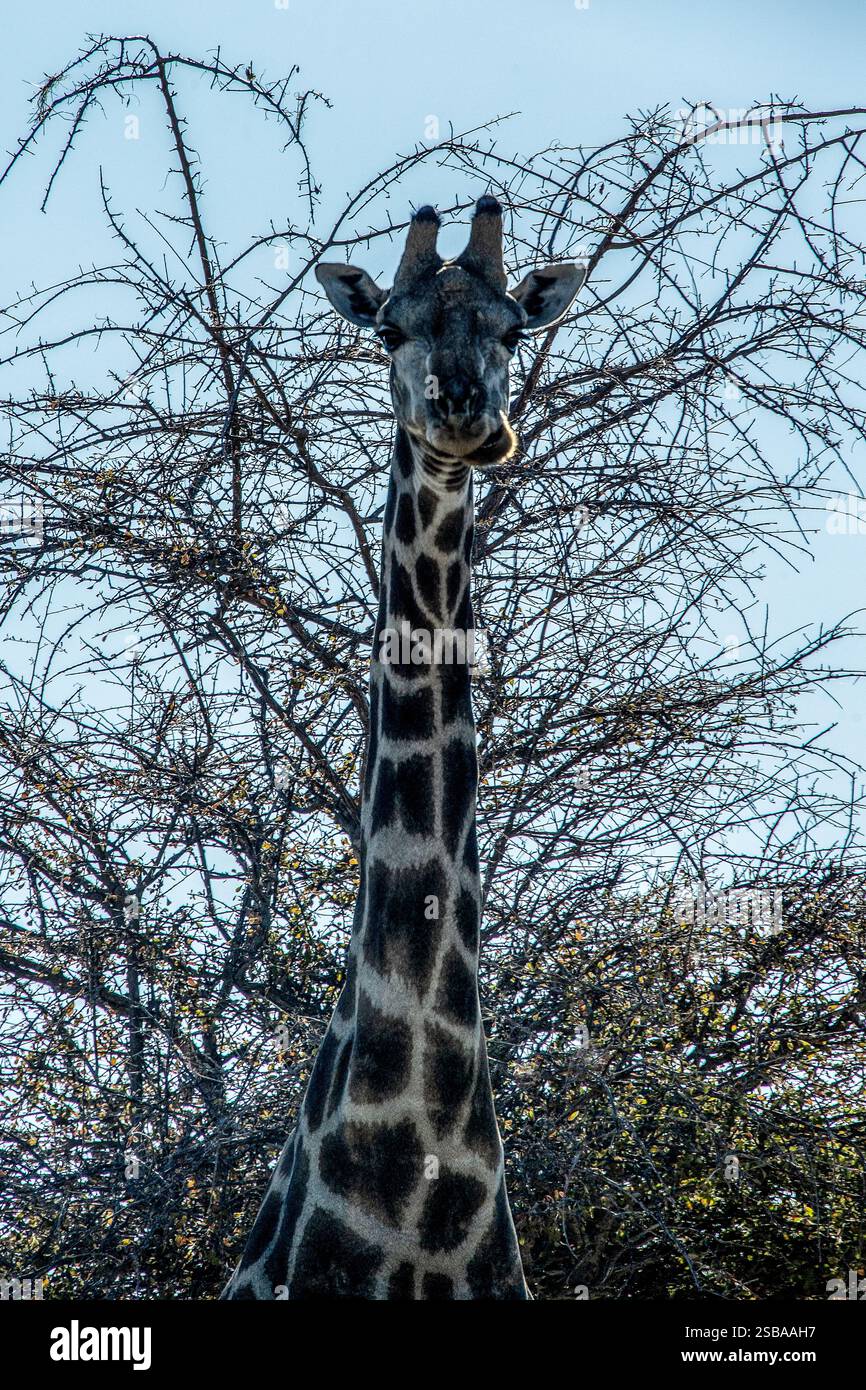 Eine einsame Giraffe bei einem großen Busch in Etosha mit dem Licht hinter ihm. Stockfoto