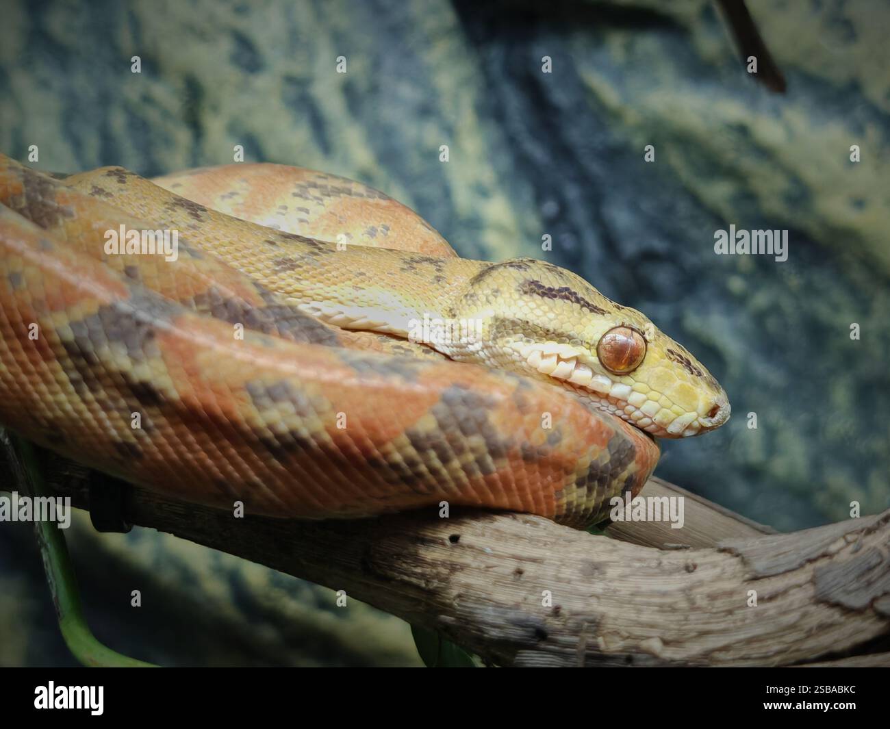 Corallus hortulana, Corallus hortulanus, die Amazonasbaumboa Stockfoto