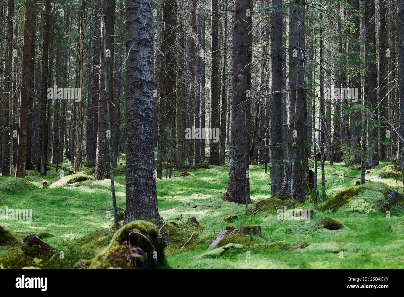 Lichter und Schatten fallen auf einen Teppich aus Moos im Wald zwischen den Baumstämmen Stockfoto