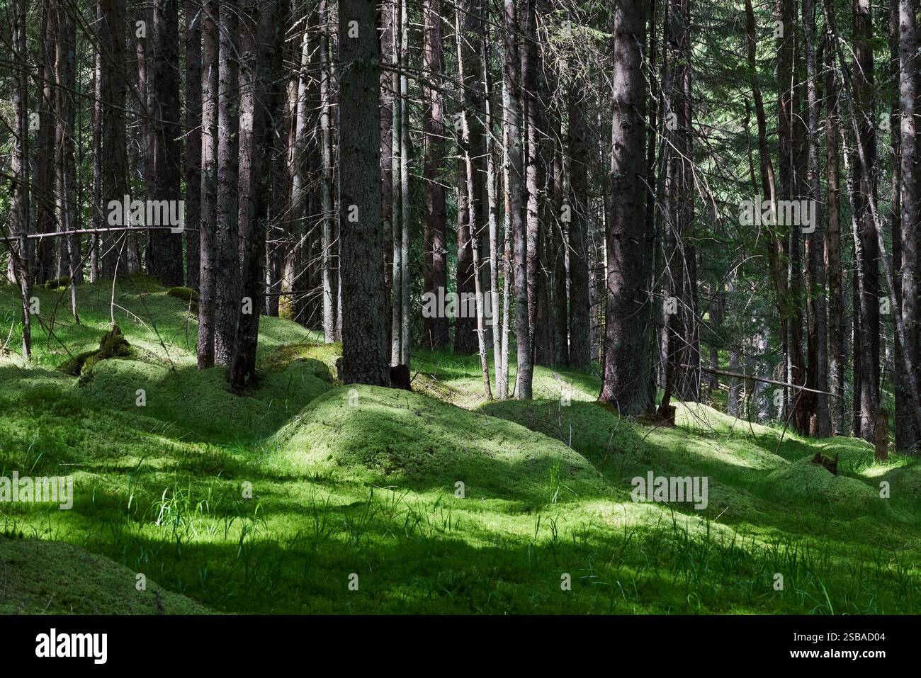 Lichter und Schatten fallen auf einen Teppich aus Moos im Wald zwischen den Baumstämmen Stockfoto