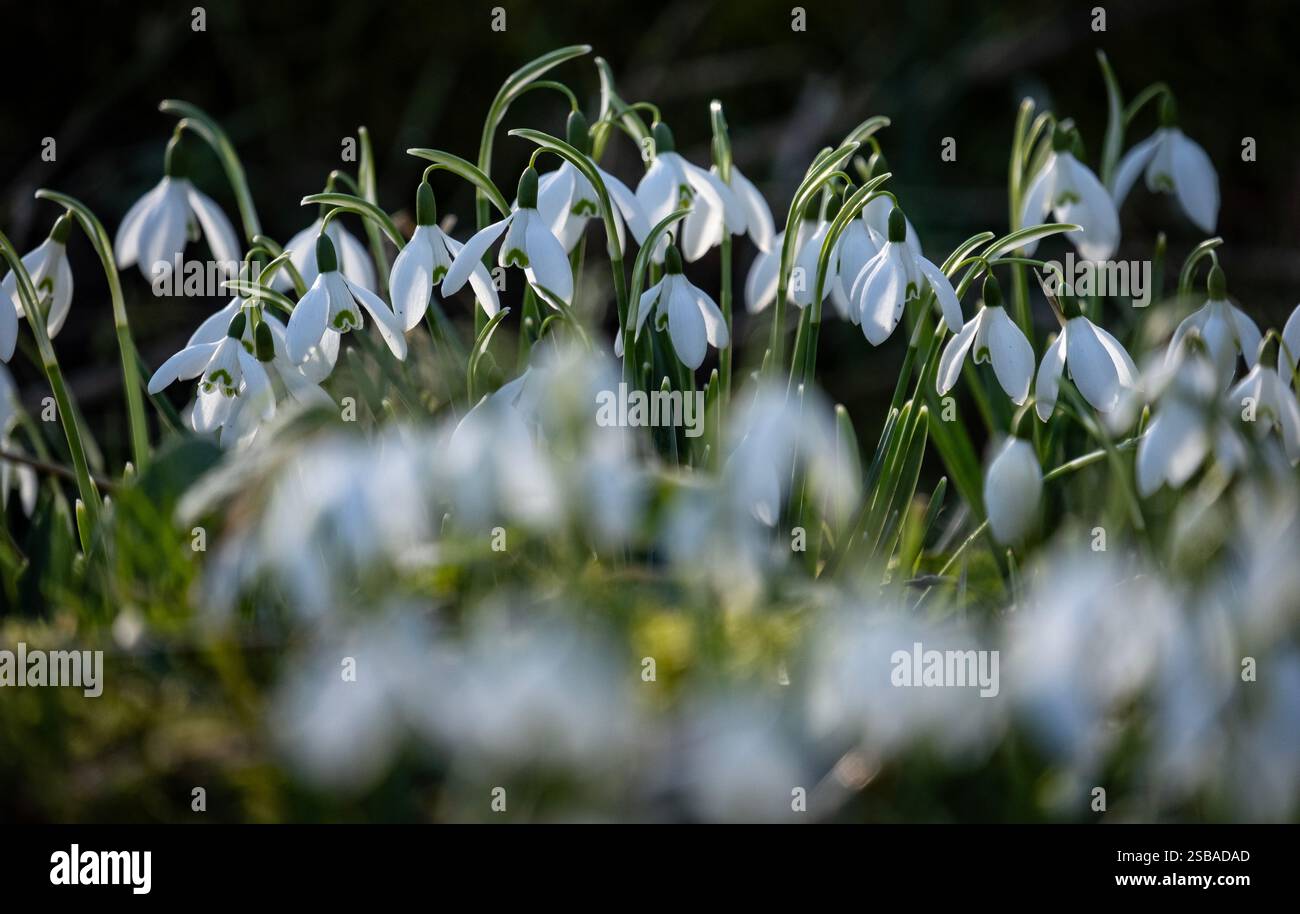 Eine glorreiche Show von Schneeglöckchen Blumen auf dem Waldboden in Worcestershire, England. Stockfoto