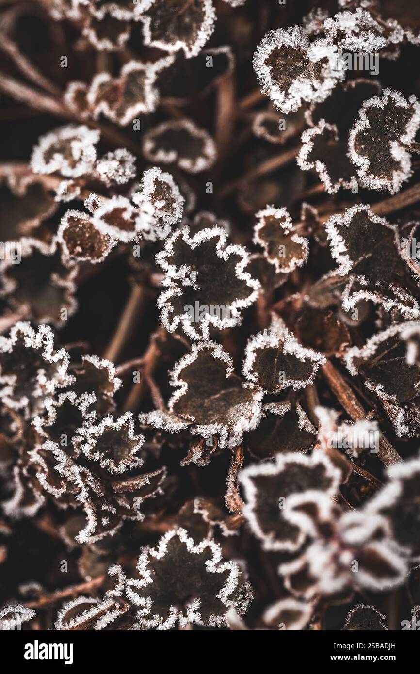 Makrofotografie der Blätter eines Kranichschnabels (Geranium) im Winter, Kanten mit Vorderseite bedeckt, reduzierte dunkle Farben, strukturierter Effekt Stockfoto