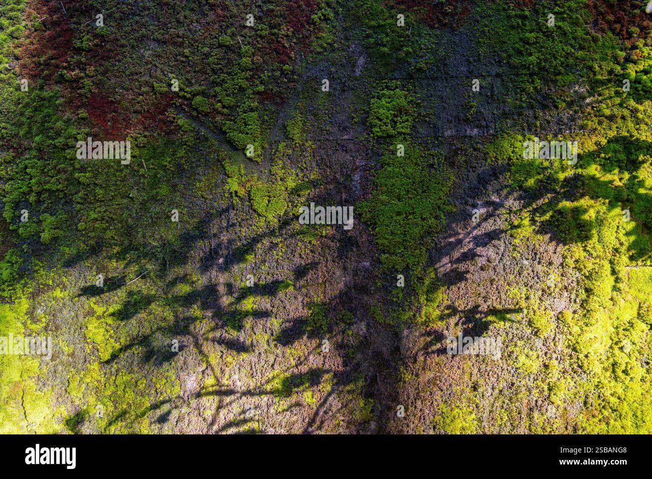 Nahaufnahme von lebendigem grünem Moos über einem Waldfelsen, beleuchtet durch Sonnenlicht, das durch die Bäume filtert. Schatten sorgen für Tiefe und Textur, Textmarker Stockfoto