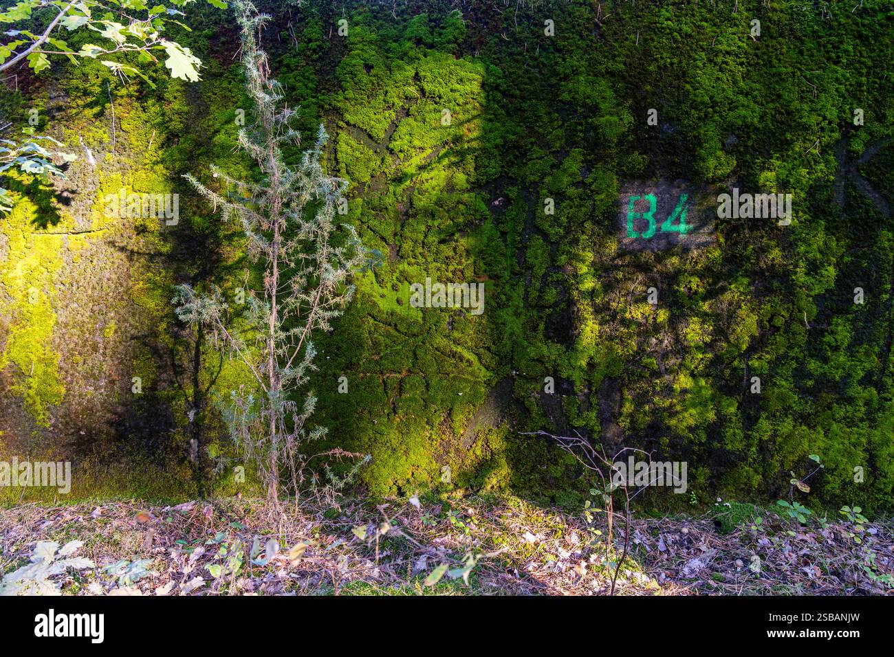 Nahaufnahme von lebendigem grünem Moos über einem Waldfelsen, beleuchtet durch Sonnenlicht, das durch die Bäume filtert. Schatten sorgen für Tiefe und Textur, Textmarker Stockfoto