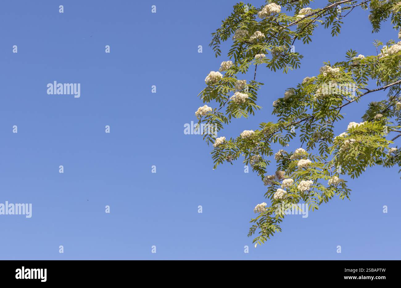 Rowan, Sorbus aucuparia, Laub und blühende weiße Blüten im Frühsommer in Raasepori im Südwesten Finnlands Stockfoto