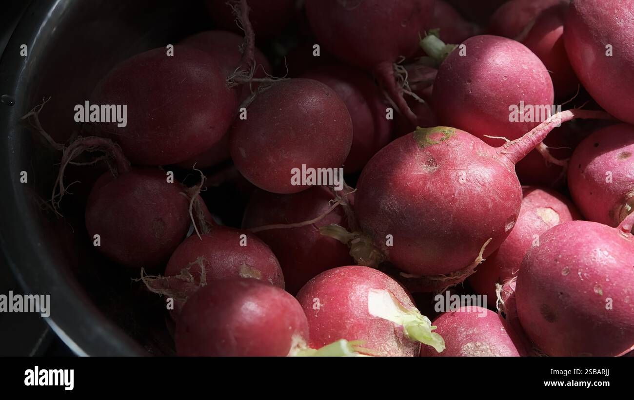 Nahaufnahme frischer roter Radieschen mit intakten Wurzeln, die ihre lebendige Farbe und natürliche Textur zeigen Stockfoto