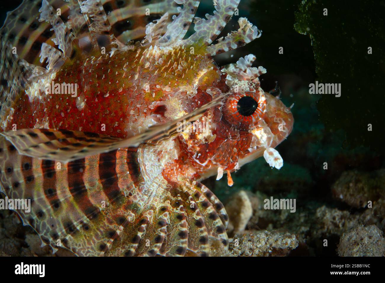 Scorpaena ist eine weit verbreitete Gattung von Meeresrochenfischen. Unterwasser-Makrofoto wurde auf der Insel Romblon auf den Philippinen gemacht Stockfoto