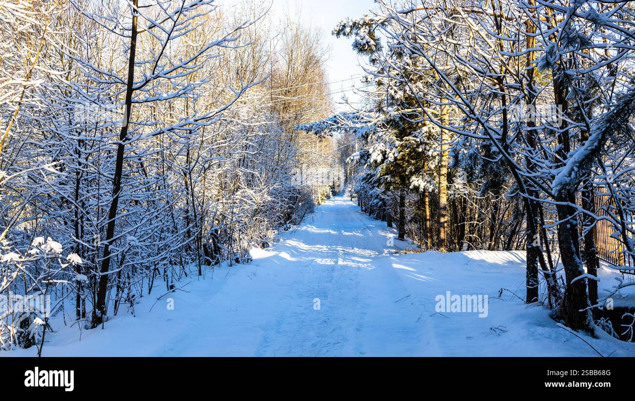 Panoramablick auf die verschneite Straße zwischen schneebedeckten Bäumen im Landdorf am sonnigen Wintertag Stockfoto