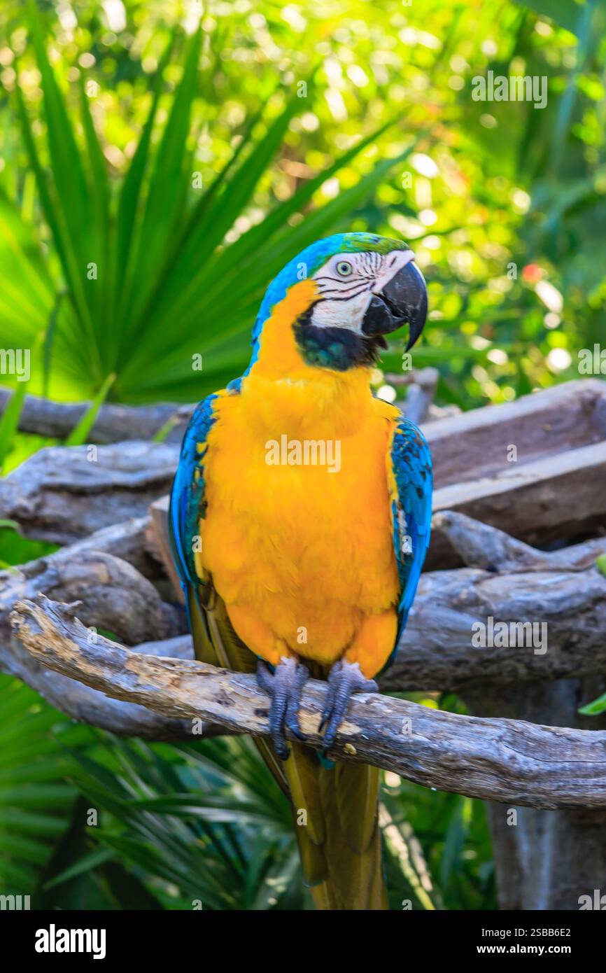 Ein bunter Papagei steht auf einem Ast in einem üppig grünen Wald. Die lebendigen Farben und der lebendige Ausdruck des Vogels schaffen ein Gefühl der Freude und des Staunens Stockfoto
