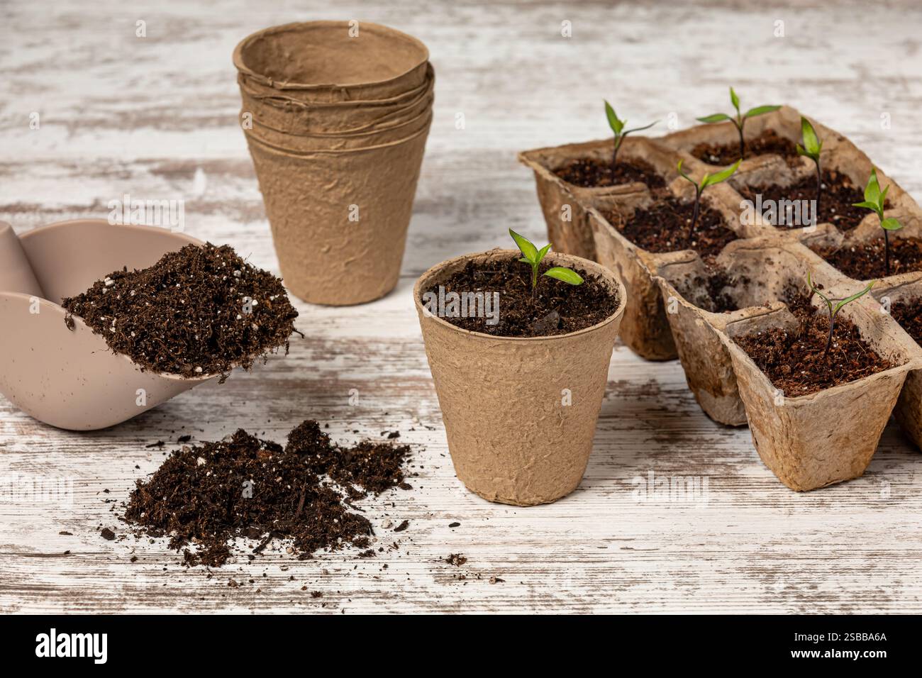 Umtopfen von thailändischen Pfefferpflanzen-Keimlingen, die im Gewächshaus wachsen. Gemüsegarten- und Gewächshauskonzept. Stockfoto