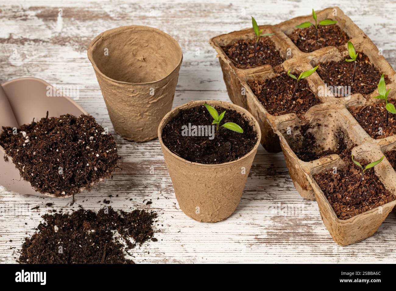 Umtopfen von thailändischen Pfefferpflanzen-Keimlingen, die im Gewächshaus wachsen. Gemüsegarten- und Gewächshauskonzept. Stockfoto