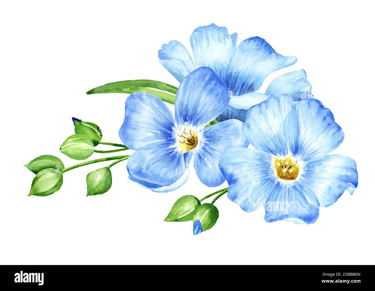Blaue Flachsblüten. Aquarell handgemalte Illustration, isoliert auf weißem Hintergrund Stockfoto