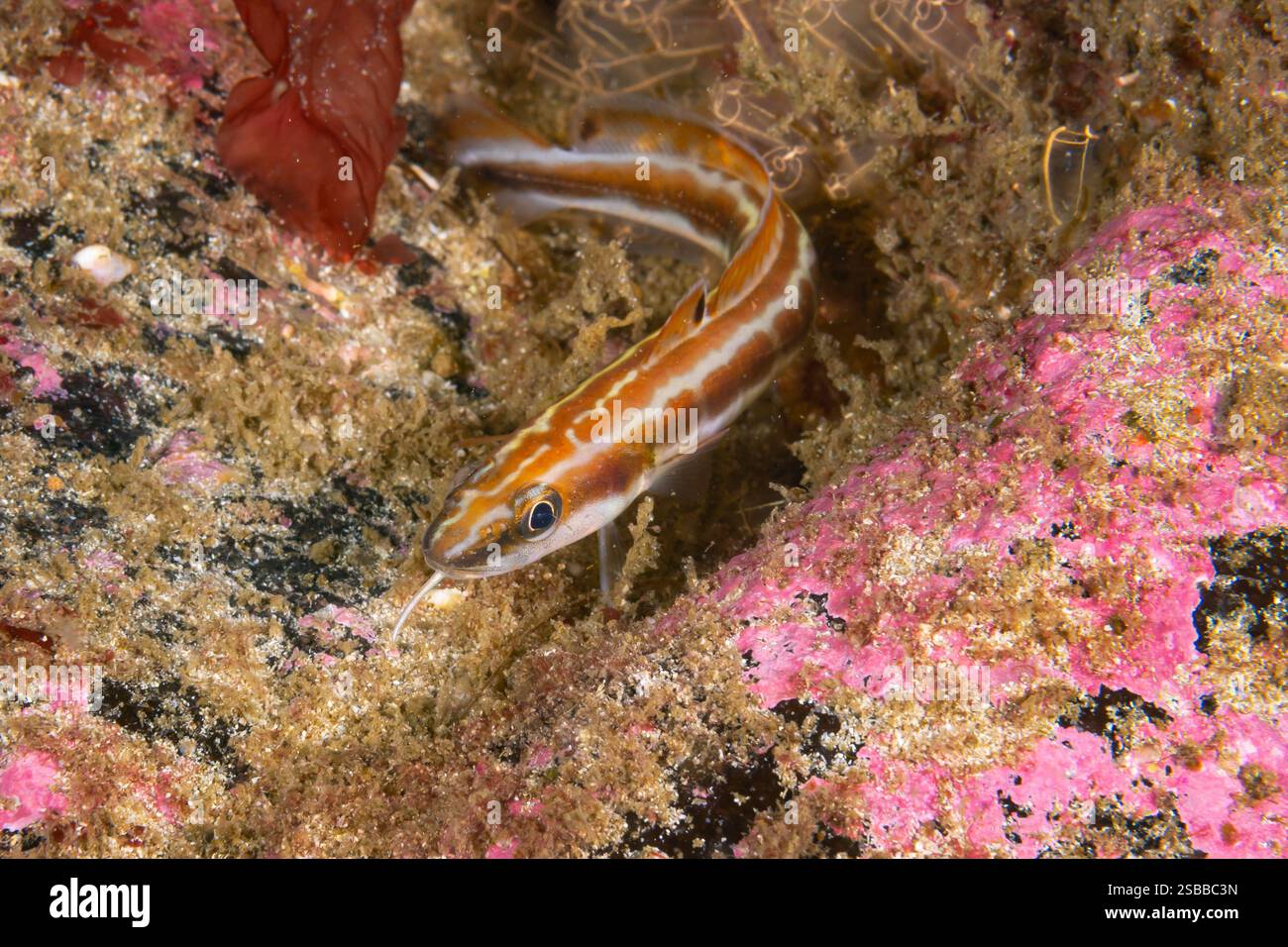 Farbenfrohe junge Leng vor der Küste von Kinlochbervie, Schottland, in 20 Metern Wasser fotografiert. Stockfoto