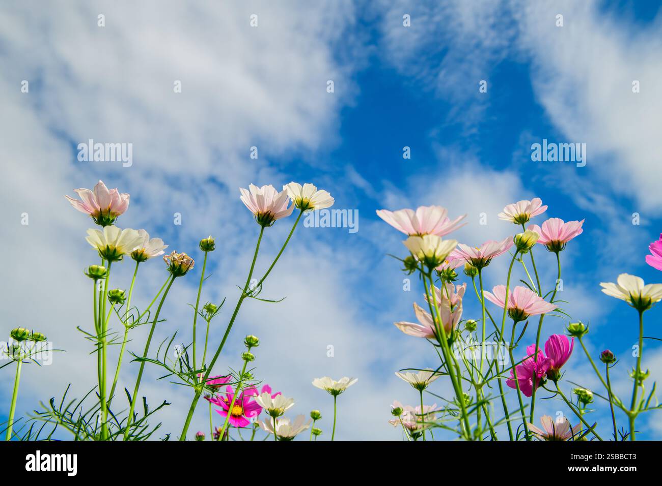 Rosa und weiße Kosmos Blume auf weißem Himmel Hintergrund. Blumenkonzept Stockfoto