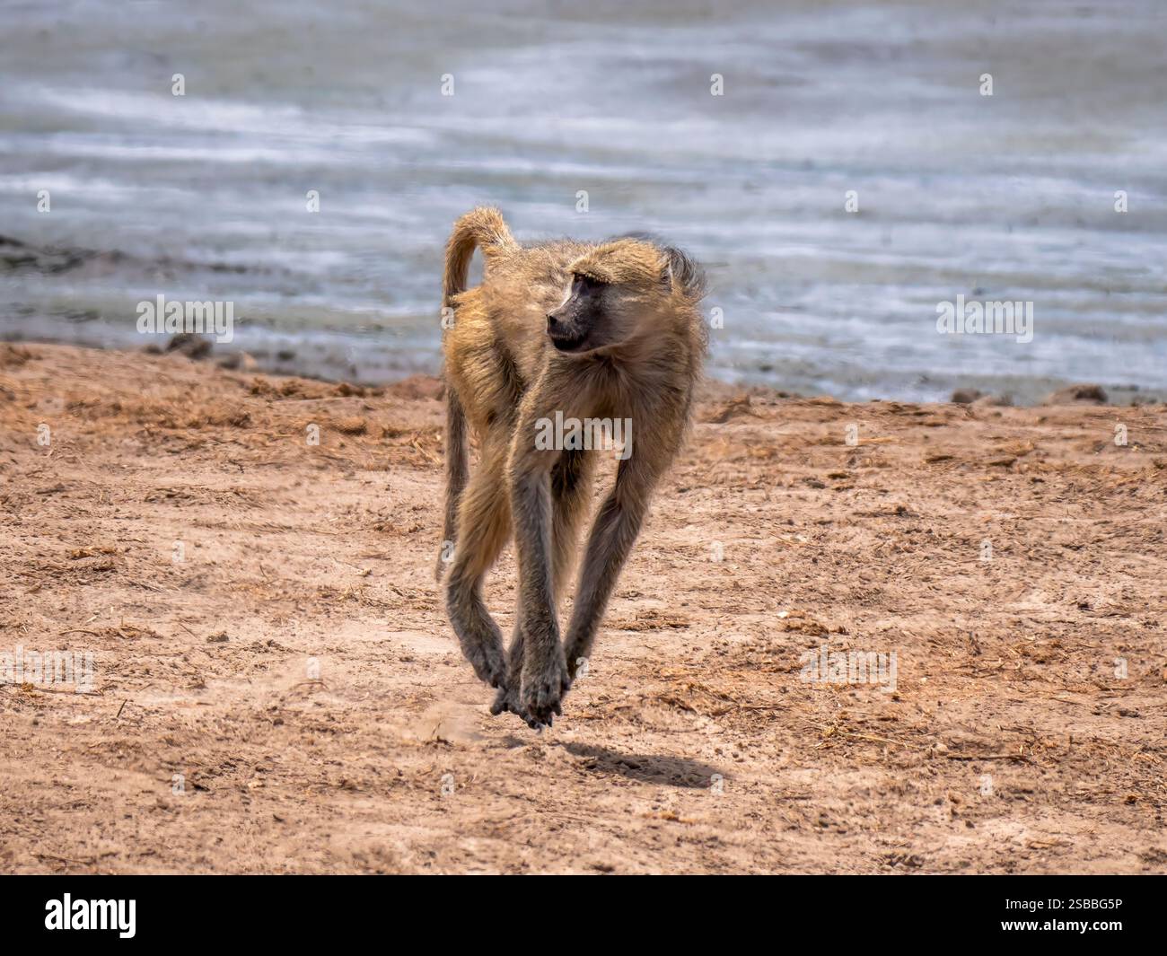Schnell laufender Bärenpaan (Papio ursinus) im Hwange-Nationalpark. Der Hwange-Nationalpark liegt im Westen Simbabwes. Stockfoto