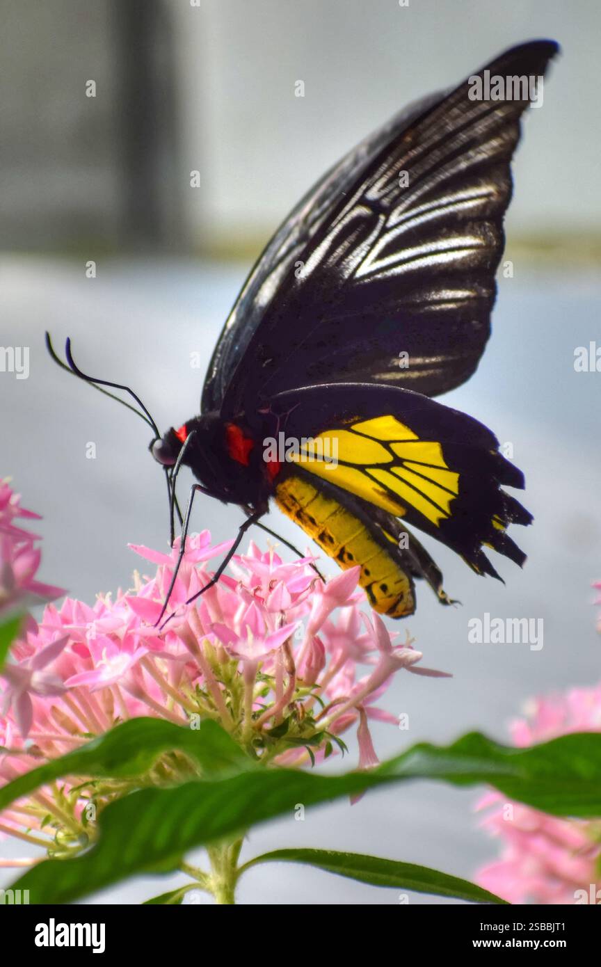 Männlicher goldener Vogel-Schmetterling auf rosa Blume in Florida. Troides rhadamantus Stockfoto