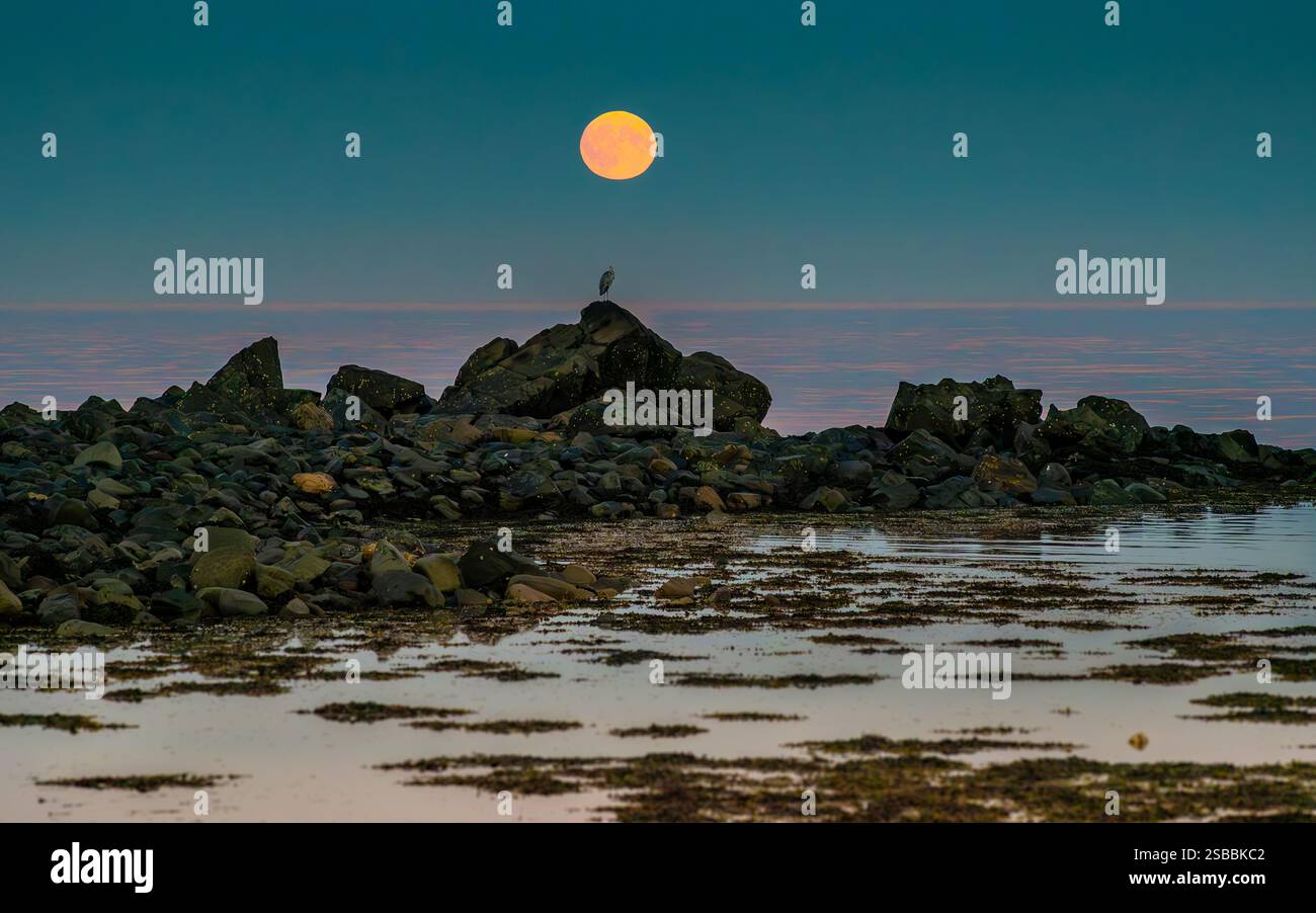 Der Harvest Moon, der über der Irischen See am Ballyvester Beach im County Down, Nordirland, aufsteigt. Stockfoto