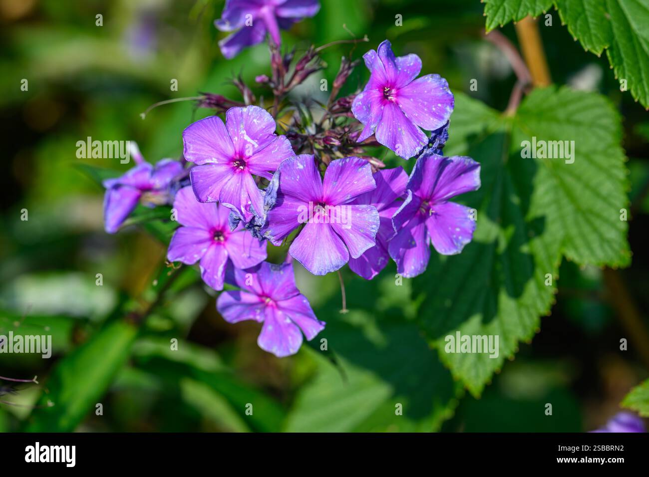 Leuchtend violette Blüten blühen in üppig grünen Blättern und zeigen ihre Schönheit an einem sonnigen Frühlingstag in einer lebendigen Gartenumgebung Stockfoto