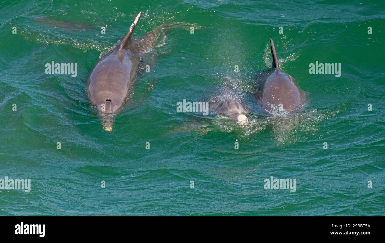Große Tümmler (Tursiops truncatus) schwimmen auf der Oberfläche des Atlantischen Ozeans vor den Florida Keys, USA. Stockfoto