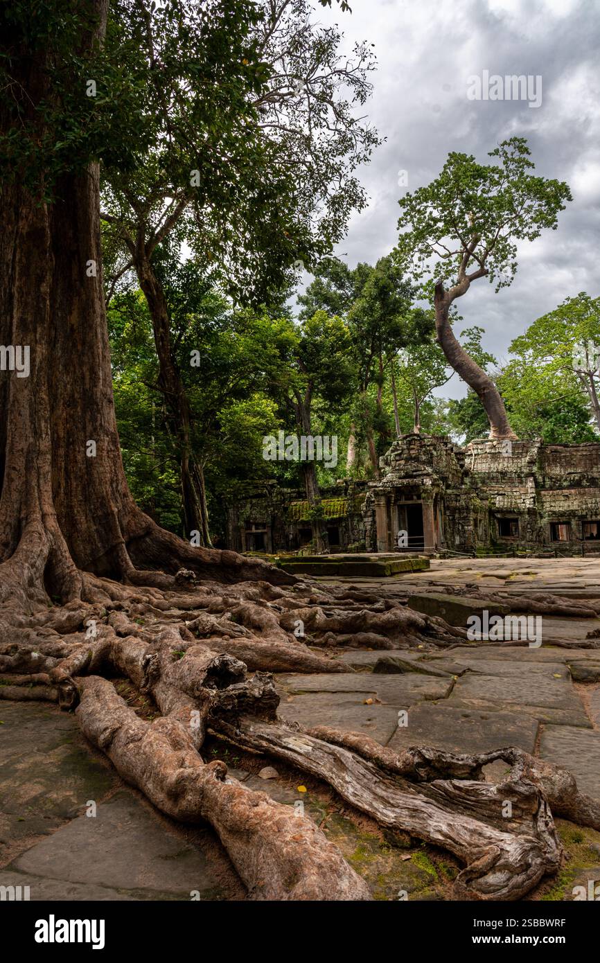 SIEM Reap, Kambodscha - 26. November 2023: Bäume im Tempel Ta Prohm Stockfoto