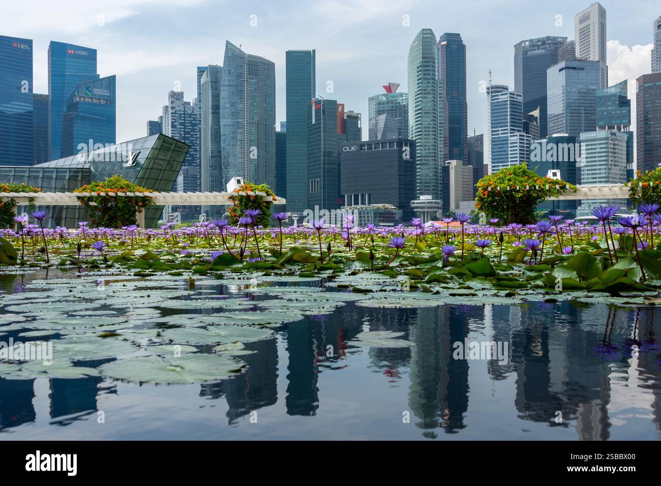 Singapur, Singapur - 16. November 2023: Moderne Skyline mit Wasserlilienspiegelung Stockfoto