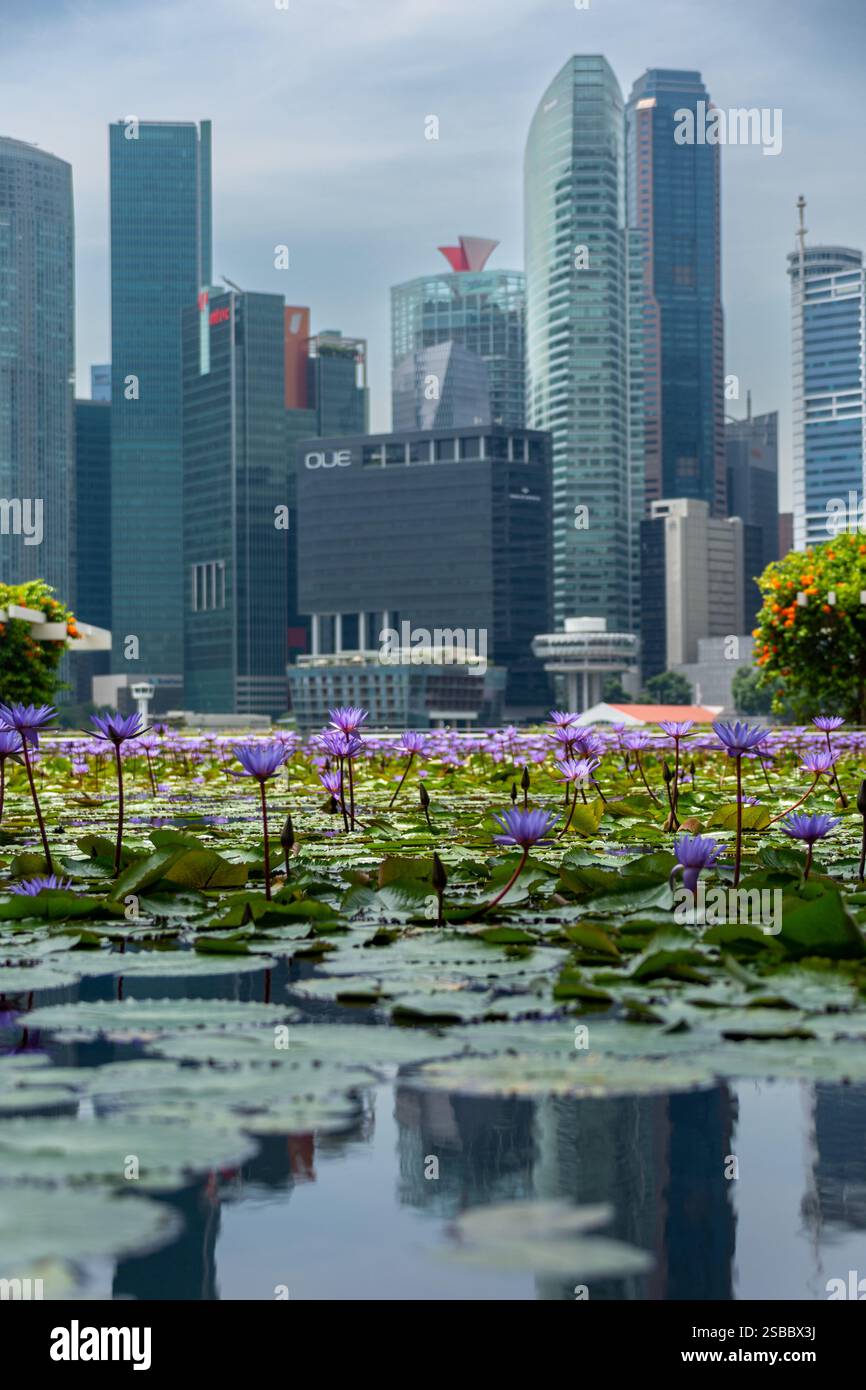 Singapur, Singapur - 16. November 2023: Blick auf das Finanzviertel mit Seerosenspiegelung Stockfoto