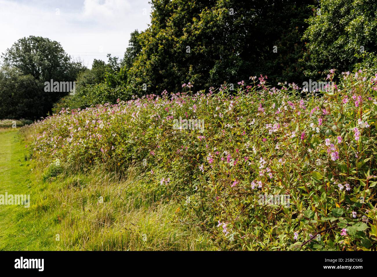 Impatiens glandulifera, Himalaya-Balsam, wächst am Fluss Ogmore in Bridgend, Wales, Großbritannien Stockfoto