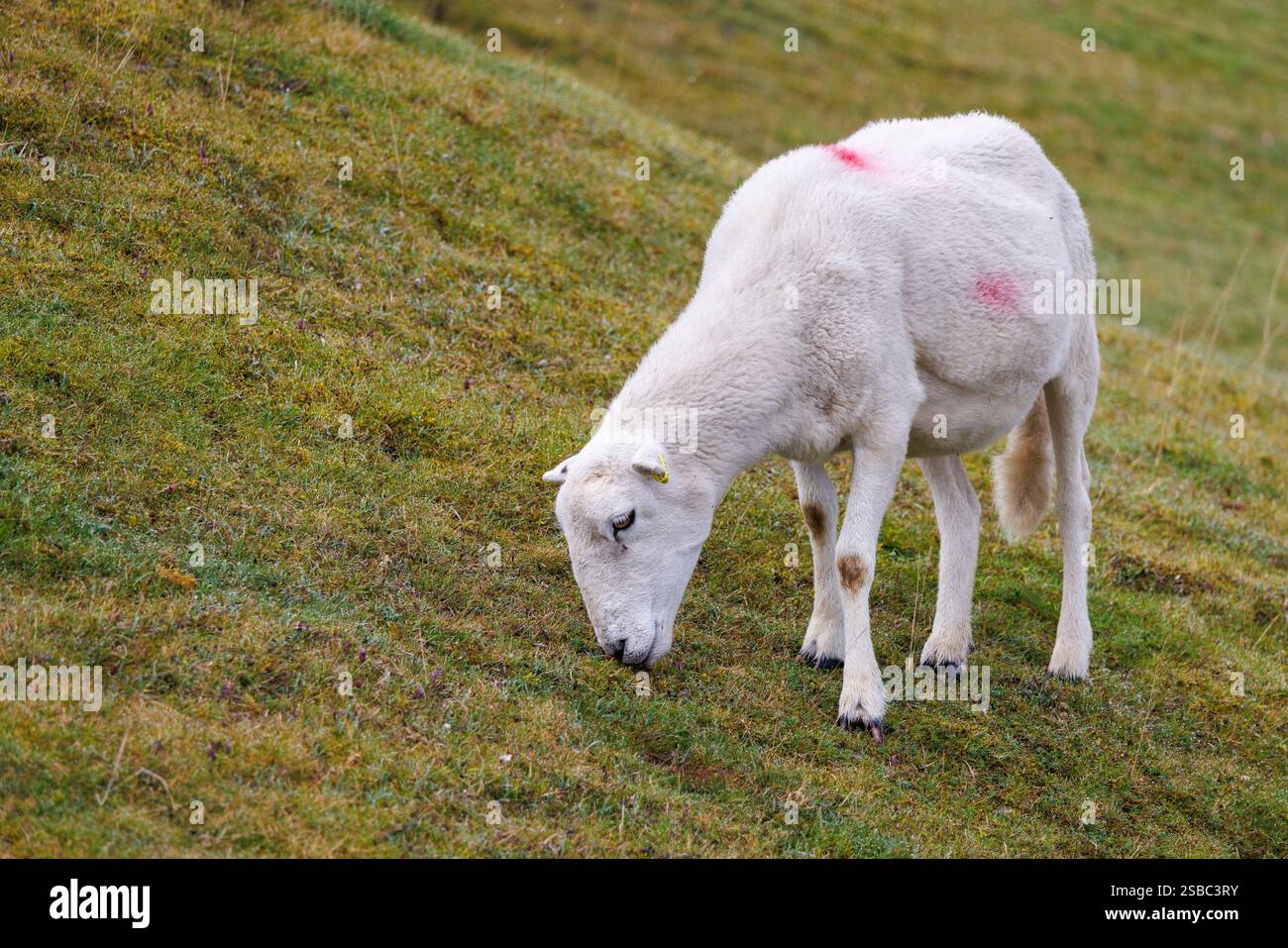 Schafe weiden auf freiem Land im Brecon Beacons National Park, Bannau Brycheiniog, Llangynidr, Wales, Großbritannien Stockfoto