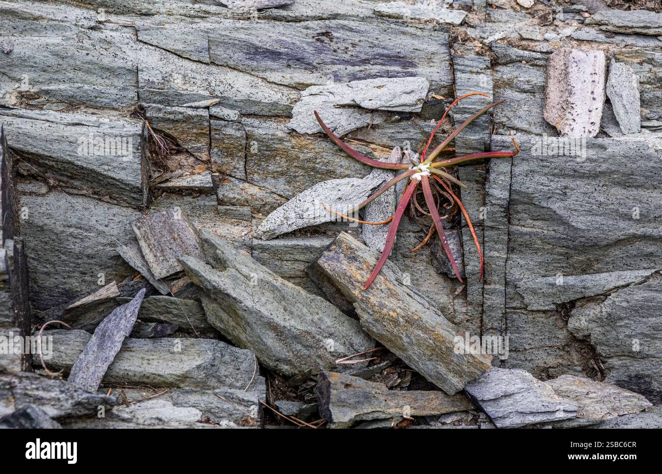 Die Felswände im Leif Erikson Park am Cape Forchu Lighthouse an der Südwestküste von Nova Scotia Kanada Stockfoto