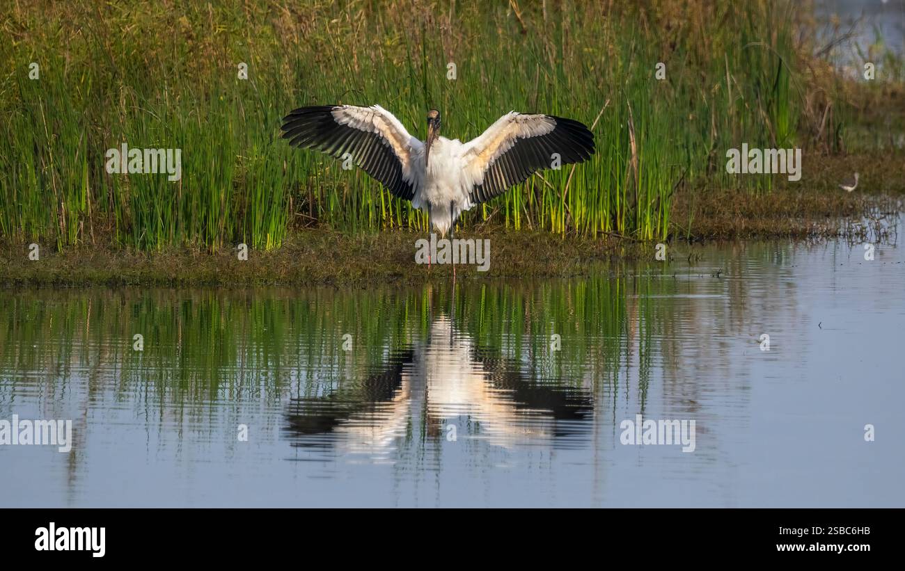 Woodstork mit Flügeln am Ufer des Myakka River im Myakka River State Park in Sarasota Florida USA Stockfoto