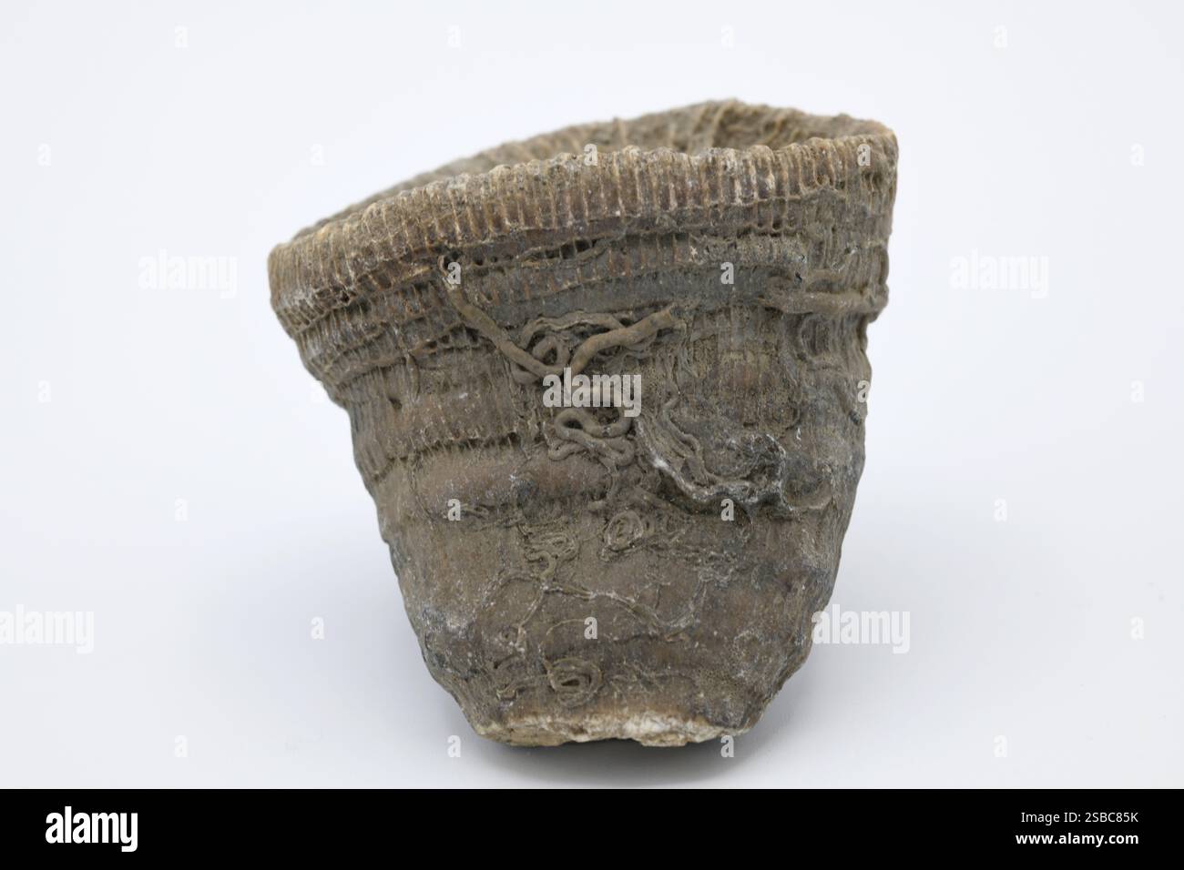 Aulosmilia archiaci ist ein Fossil der Anthozoen aus der Kreidezeit vor 115 Millionen Jahren. Serpulidae-Röhrchen. Dieses Exemplar stammt aus Loire, Frankreich. Stockfoto