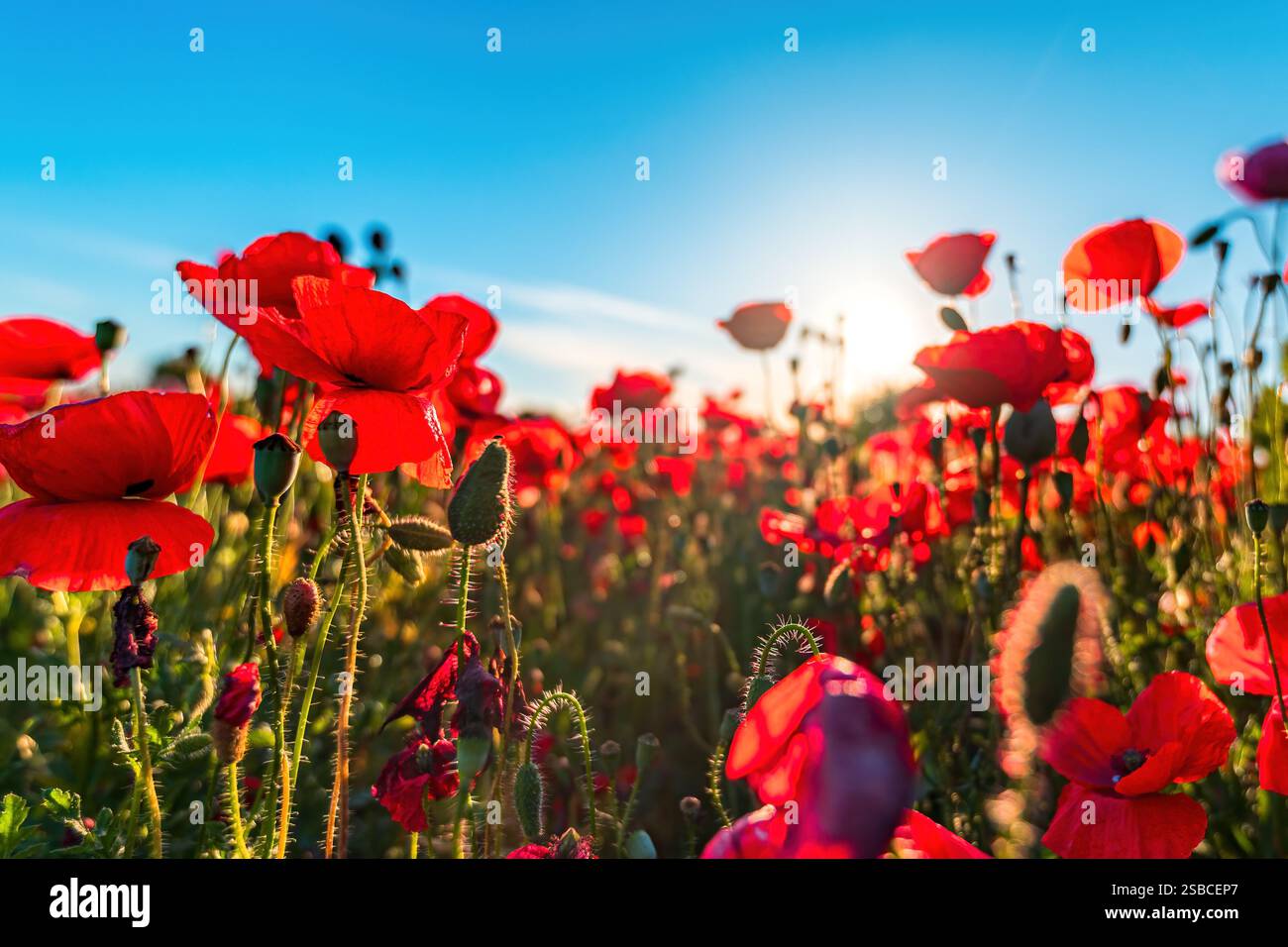 Papaver Rhoeas oder Maismohn, unbebaute Pflanze, die auf der Wiese wächst und im april und Mai blüht, selektiver Fokus Stockfoto