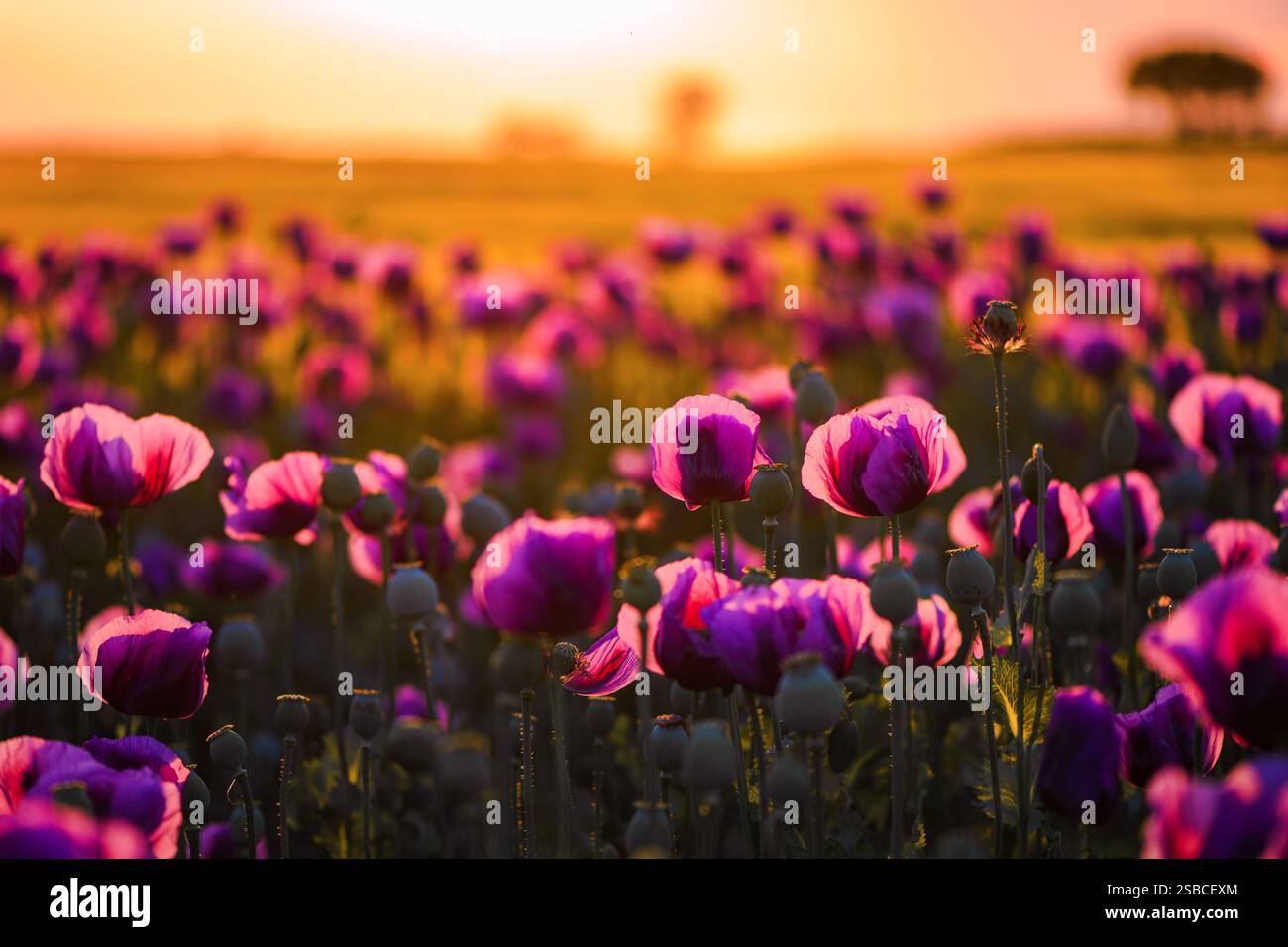 Opiummohnplantage bei Sonnenuntergang strahlt die untergehende Sonne ihr Licht durch Blütenblätter, selektiver Fokus Stockfoto