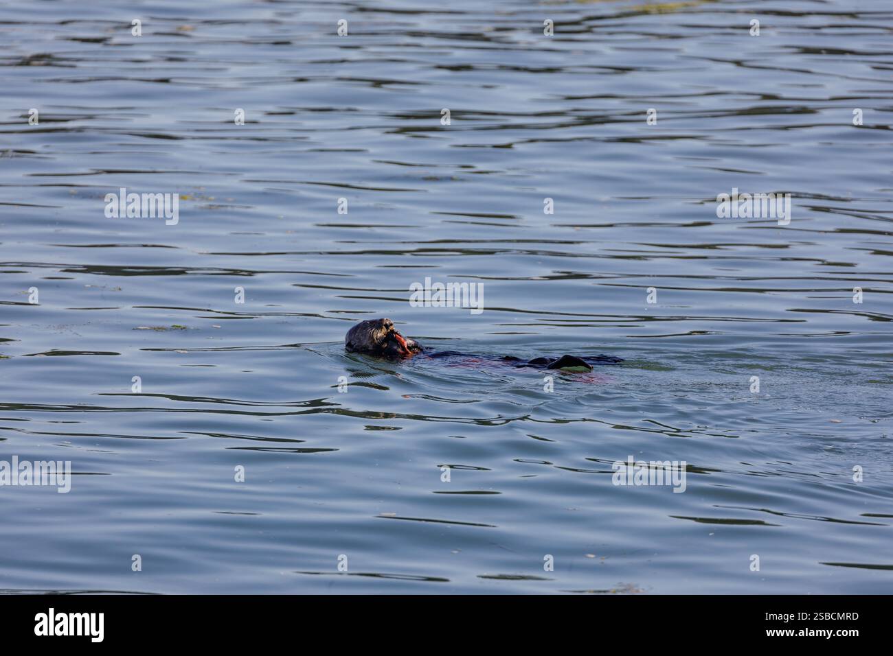 Der kalifornische Südseeotter Enhydra lutris nereis, der beim Essen auf dem Rücken schwimmt und schwimmt Stockfoto