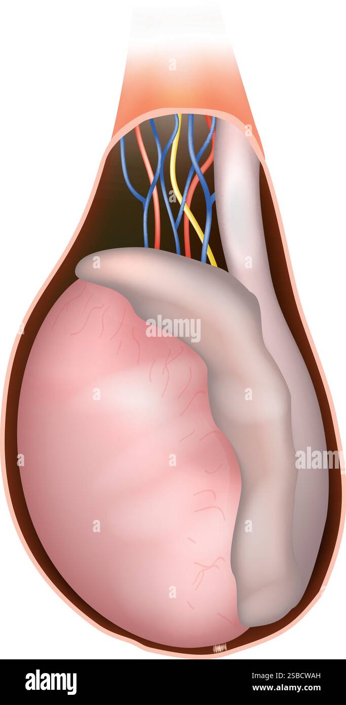 Menschliche Hodenanatomie Medizinische Illustration. Querschnitt des männlichen Fortpflanzungssystems. Detailliertes Testikelstrukturdiagramm Stock Vektor