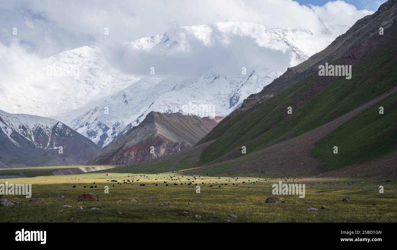 Ein großer Schuss von Yakherde, die auf einer Almweide unter einem riesigen schneebedeckten Berg in Pamir, Kirgisistan, weidet Stockfoto