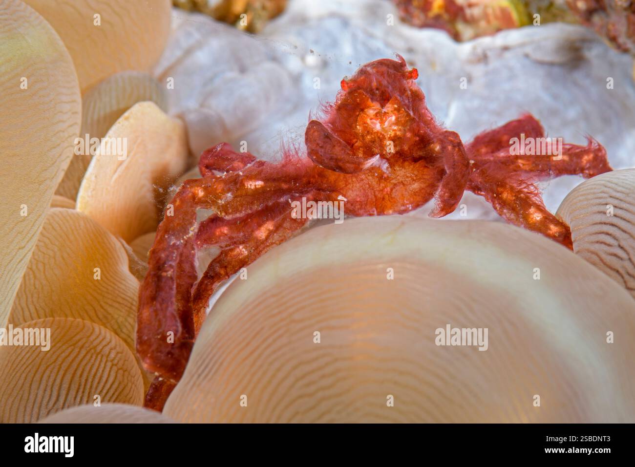 Orang-Utan-Krabbe, Oncinopus sp., lebt auf Bubble Coral, Plerogyra sinuosa, Lembeh Strait, Nord-Sulawesi, Indonesien Stockfoto