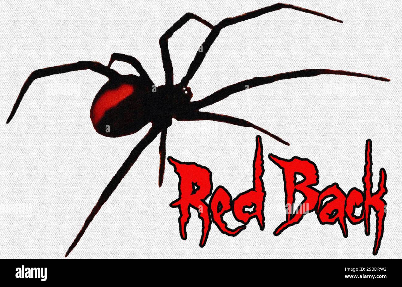 Rote Rückenspinne, Australien. Stockfoto