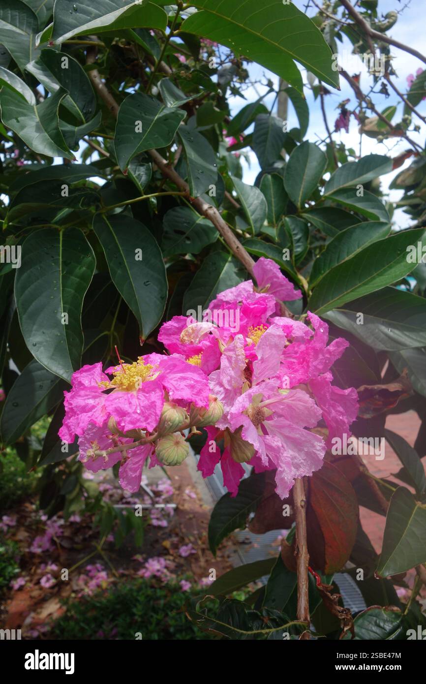 Spektakuläre Blüten der nassen Jahreszeit der einheimischen Crepe myrte (Lagerstroemia archeriana), Cairns, Queensland, Australien Stockfoto