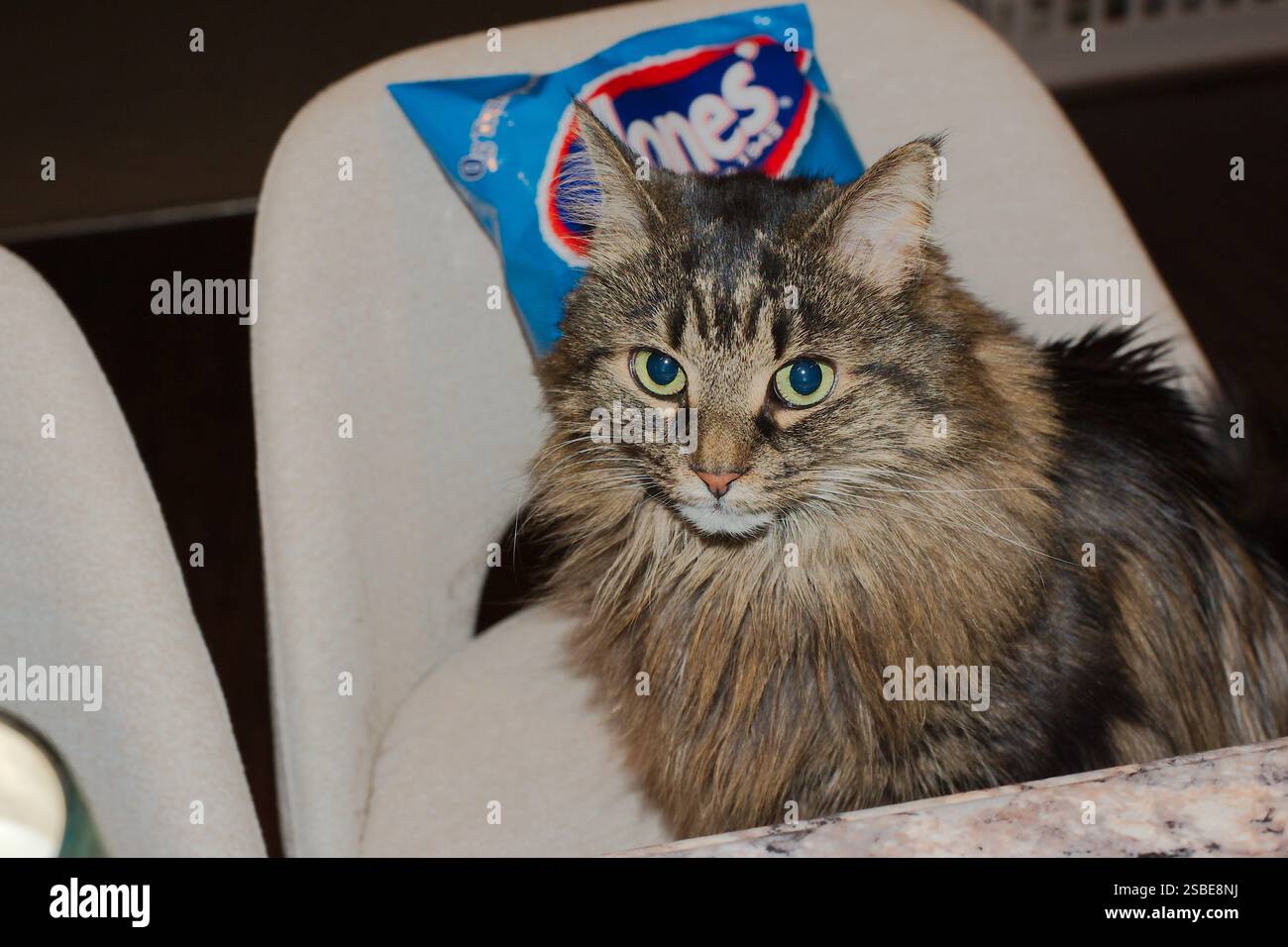 Isolierte, flauschige Ingwerkatze mit braunem Fell. Auf einem Stuhl hinter der Arbeitsplatte sitzen. Eine Tüte Jones Kartoffelchips hinter der Katze, Editori Stockfoto
