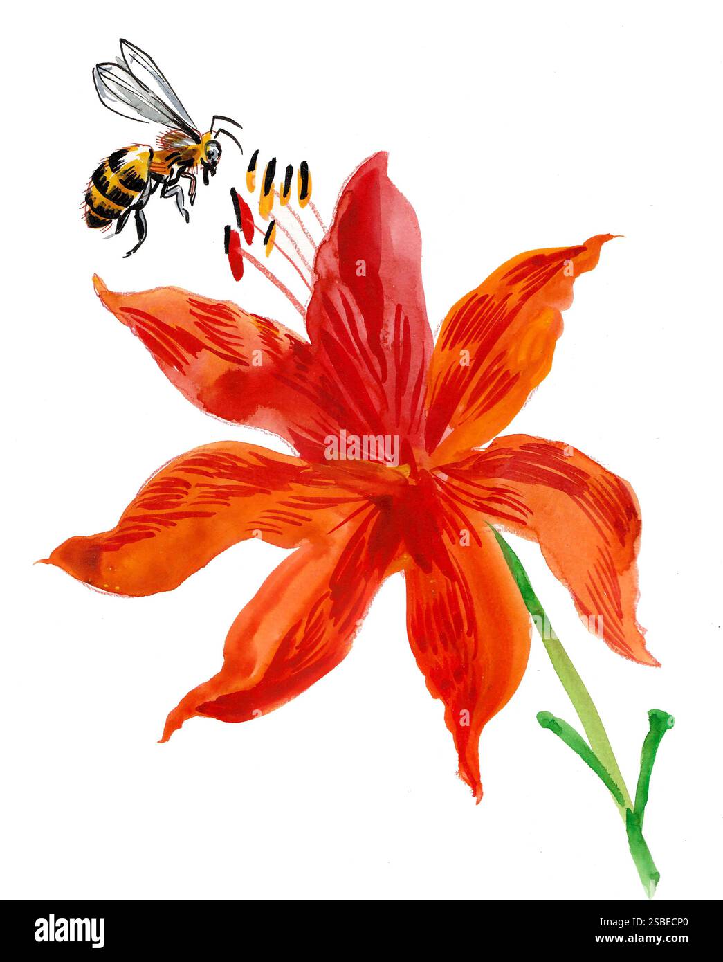 Fliegende Biene und Blume. Handgezeichnete Aquarellillustration Stockfoto