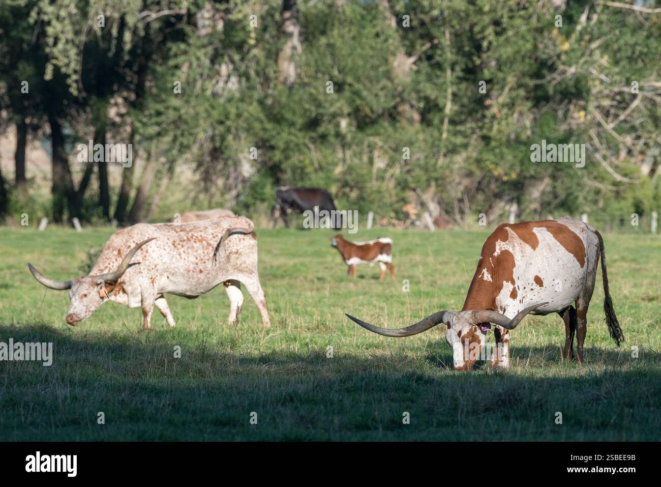 Longhorn Cattle auf einer Ranch im Wallowa Valley von Oregon. Stockfoto