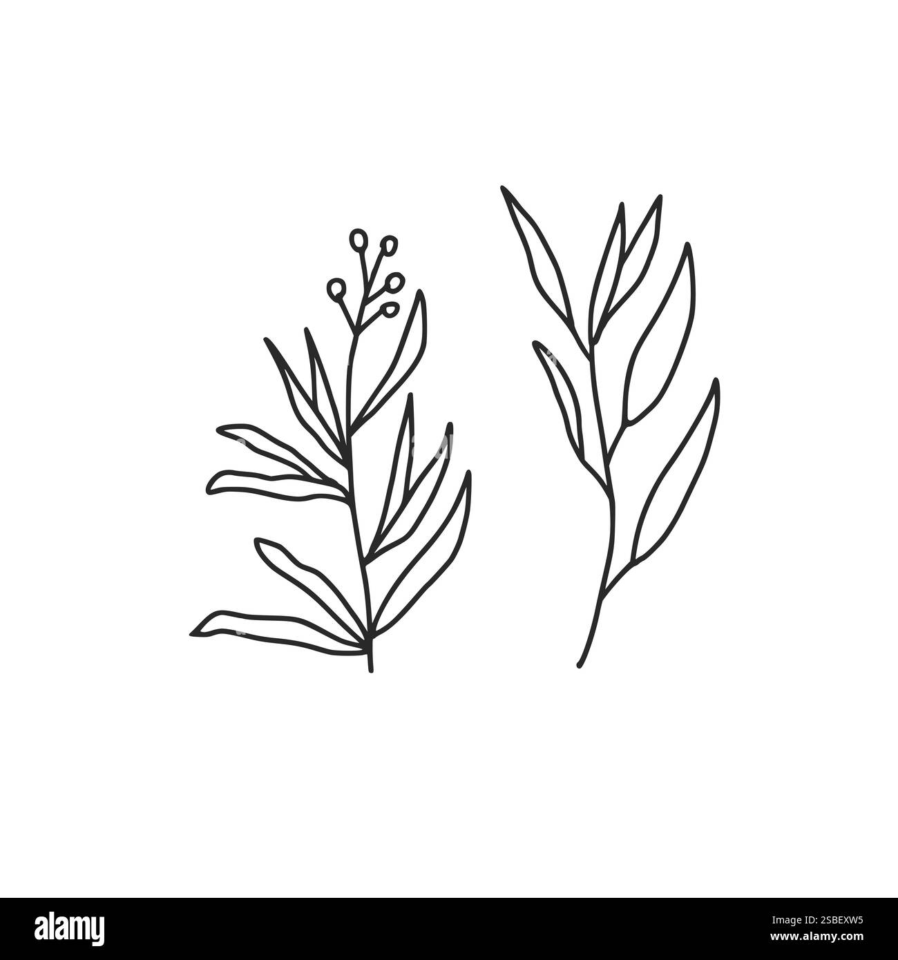 Kritzeleien. Kulinarisches Kraut. Petersilie, Basilikumthymian, Minze und Oregano. Vektor-handgezeichnete Illustration isoliert auf weißem Hintergrund. Stock Vektor