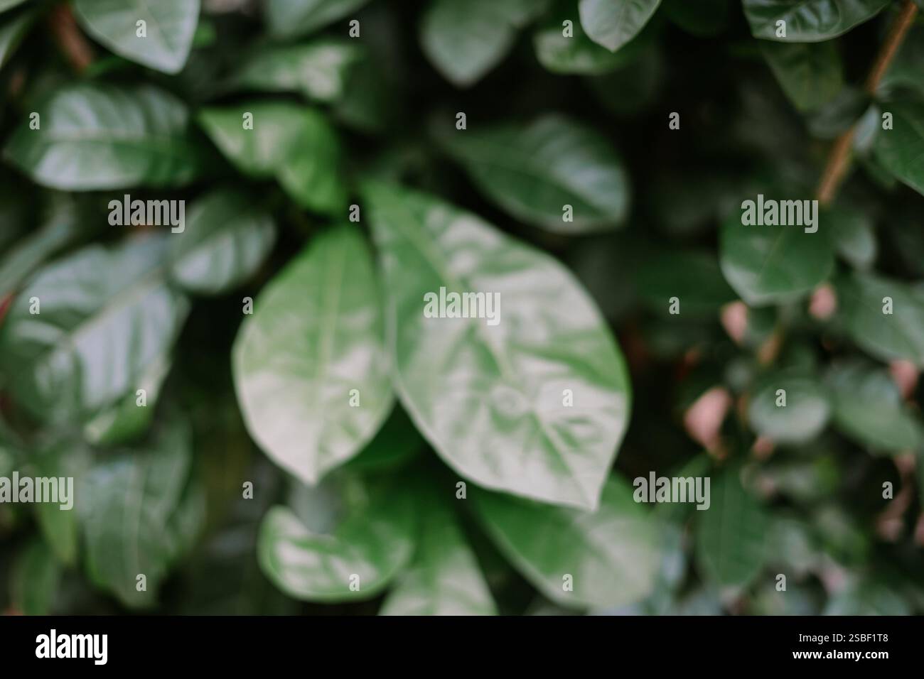 Leuchtend grüne Blätter eines tropischen Grundrisses Stockfoto