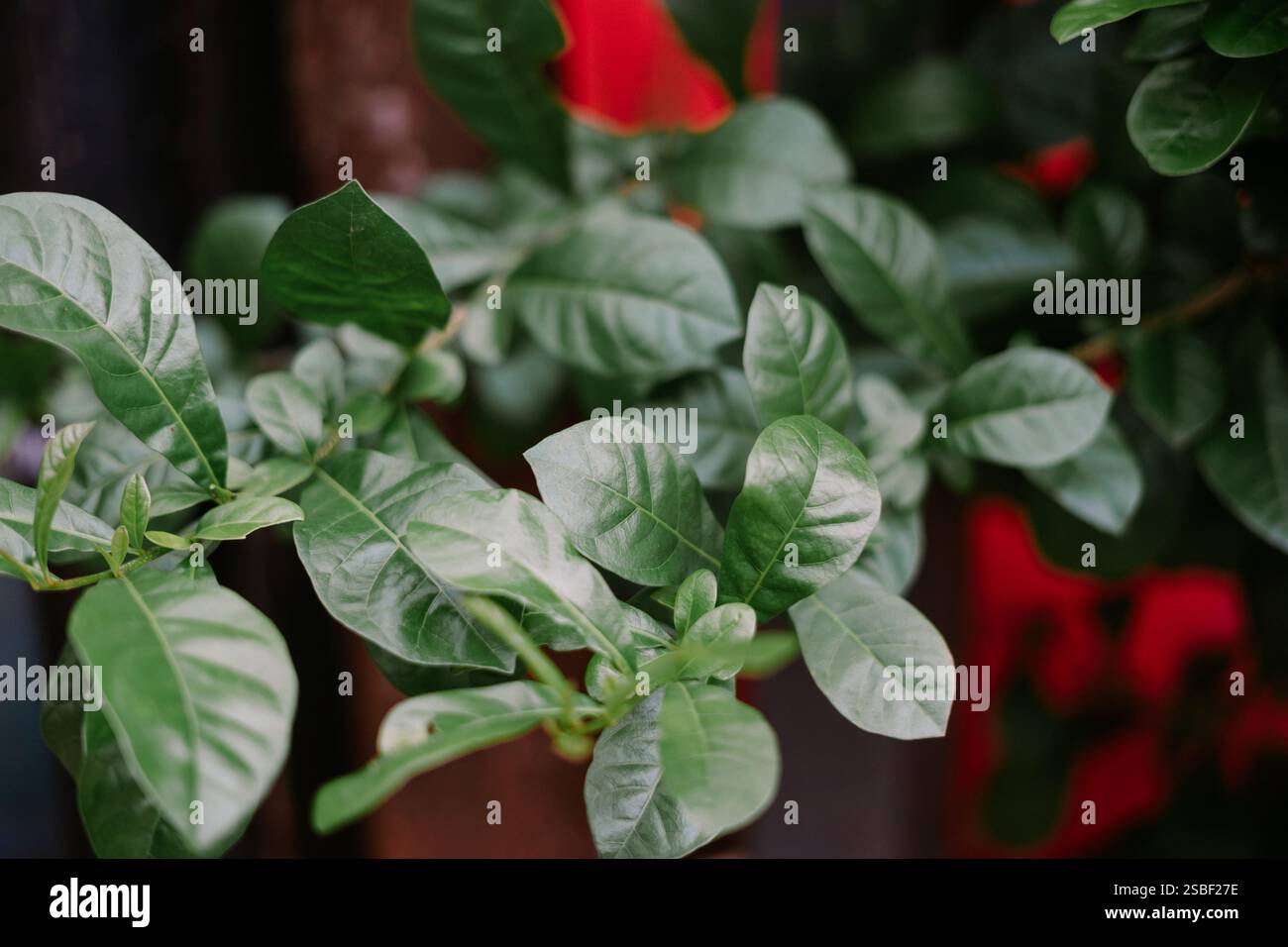 Leuchtend grüne Blätter eines tropischen Grundrisses Stockfoto
