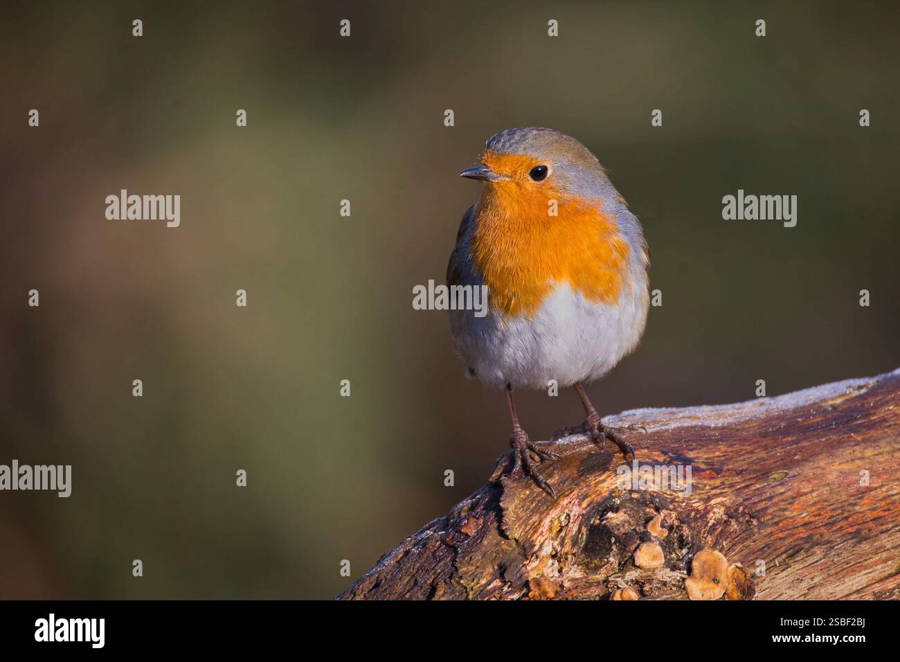 Ein Porträt eines robins, Erithacus rubecula, wie es auf einem alten Baumstamm thront. Der natürliche unscharfe Hintergrund bietet Platz zum Kopieren von Text Stockfoto