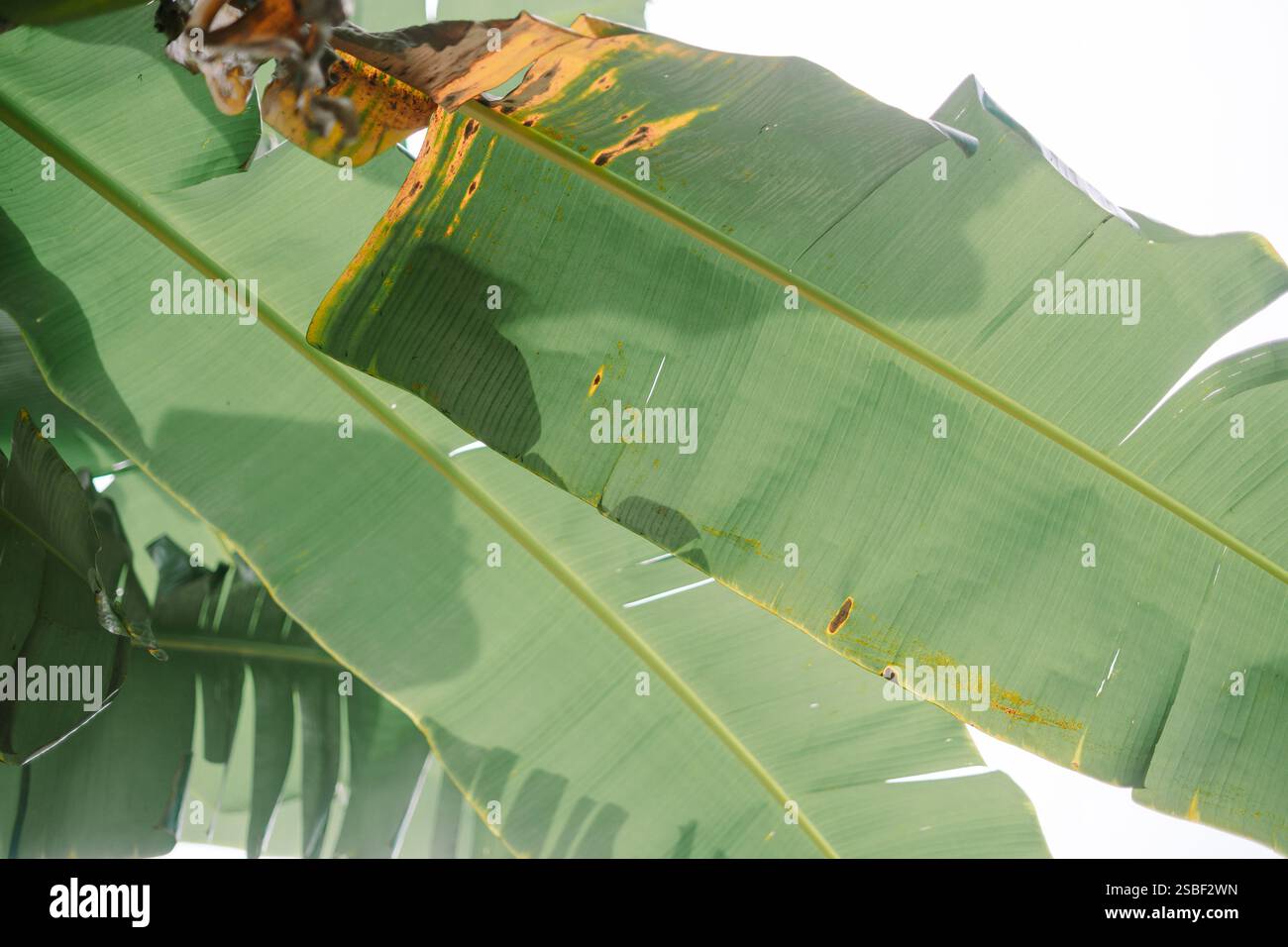 Ich schaue auf große Bananenblätter vor einem hellen Himmel. Stockfoto